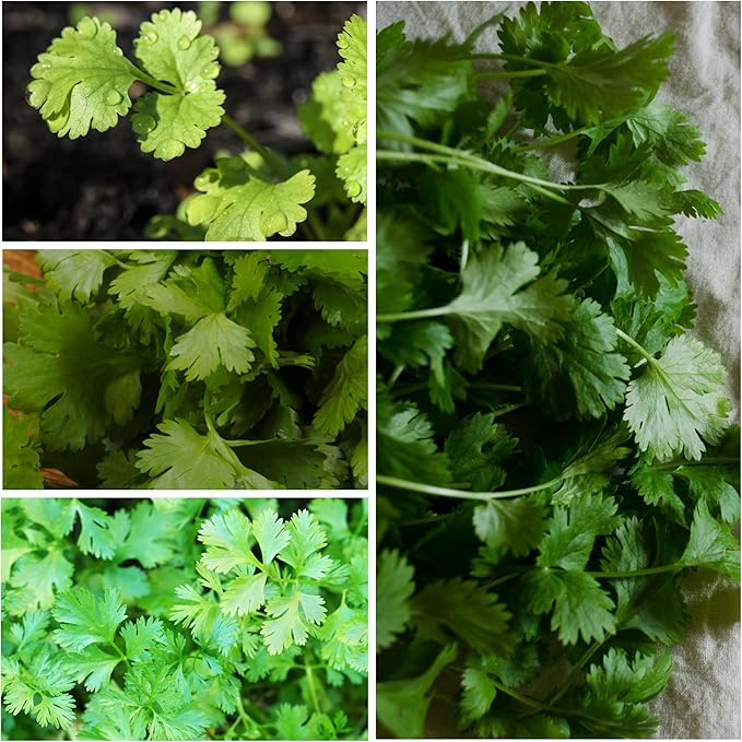 Seed Needs Cilantro & Dill Seeds for Planting Fresh Kitchen Herbs - Non-GMO Heirloom & Untreated Perennial Herb Seed to Plant a Culinary Garden Indoors or Outdoors (2 Pack Duo)