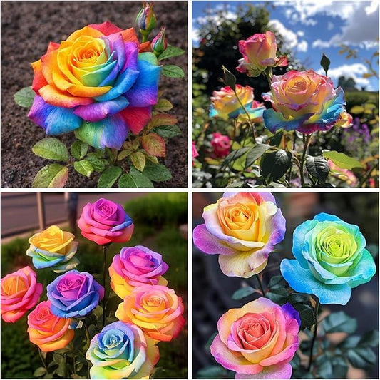 40+ Exotic Rainbow Rose Seeds for Planting Hybrid Rare Rose Seeds Perennial Shrub Garden Yard Potted Decoration