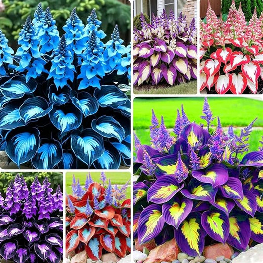 Hosta Shade Garden Seeds 210pcs– Decorative Foliage Plants – Ideal for Gifts, Landscaping & Natural Green Corners