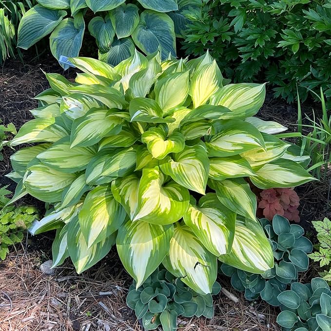 100+ Seeds Perennial Hosta Flower Seed for Planting Outdoors Garden Home Beauties