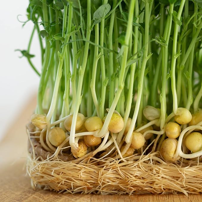 Todd’s Seeds - Sweet Green Pea Sprouting Seeds, One Pound (2,000-2,300 Pea Seeds) - Chemical Free - Non GMO - Good for Gardening, Soups, Salads and More