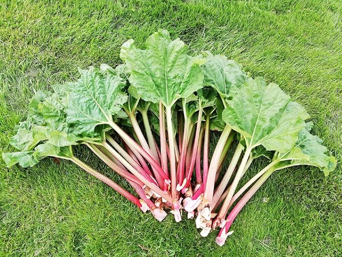 Rhubarb Seeds Rare Heirloom Vegetable for Planting Giant Non GMO 30 Seeds