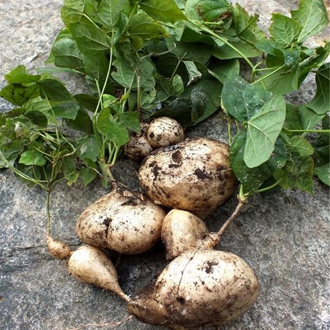 CHUXAY GARDEN Jicama Seed 100 Seeds Edible Mexican Turnip Heirloom Food Crop Non-GMO Vegetable Survival Gear Food Seeds