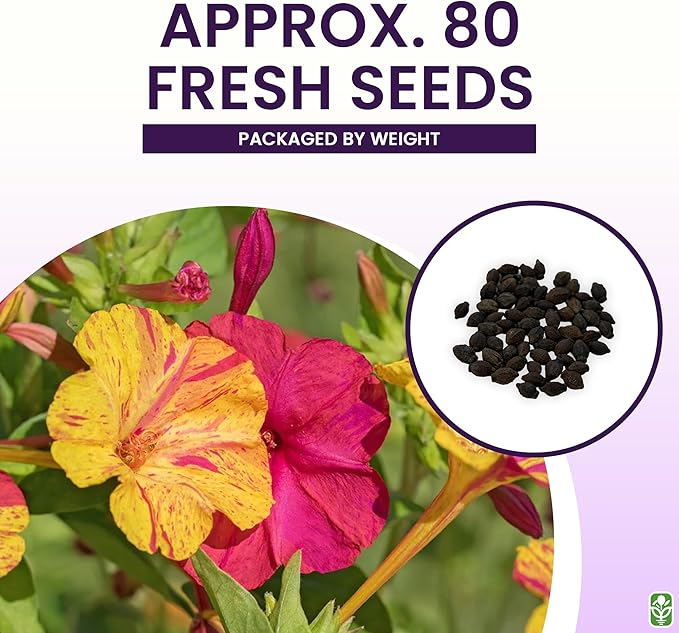 80 Broken Colors Four O'Clock Seeds - Tender Perennial That Reseeds Easily