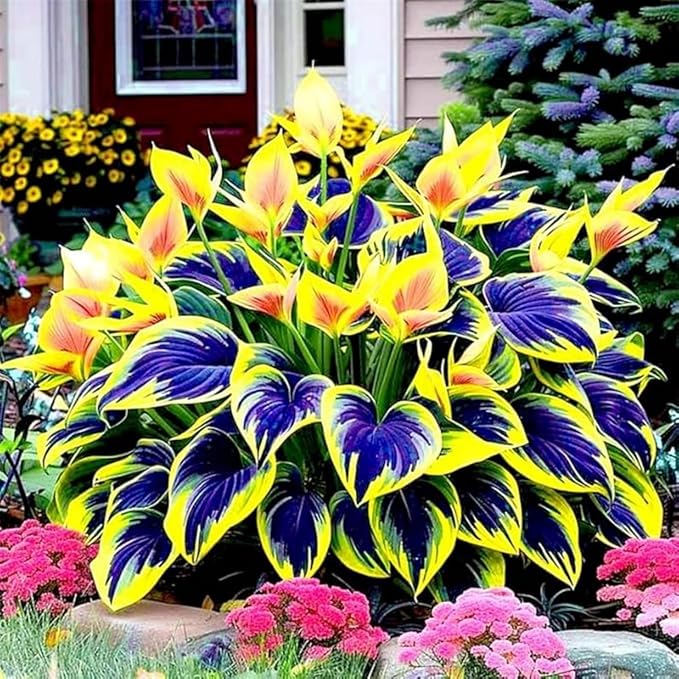 350+ Hosta Seeds Heart-Shaped Hosta Bare Roots - Rich Foliage, Heart Shaped Leaves, Exotic Hostas Drought Tolerant Colorful Hosta Plants