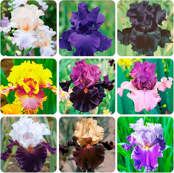 200+Mixed Rare Iris Flower Seeds to Plant Outdoor- Perennial Beautiful Blooms for Your Garden Home