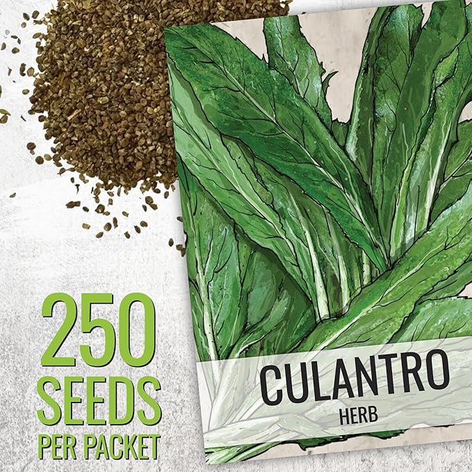 Seed Needs Coriander Seeds for Planting Culantro & Cilantro - Non-GMO Heirloom & Untreated Herb Seed to Plant an Indoor/Outdoor Culinary Medicinal Garden (Collection of 2 Packets)