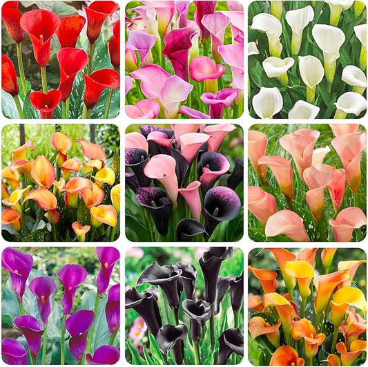 30Pcs Mix Calla Lily Seeds for Planting in Home Garden-GMO Heirloom Plant Seeds Garden Outdoor