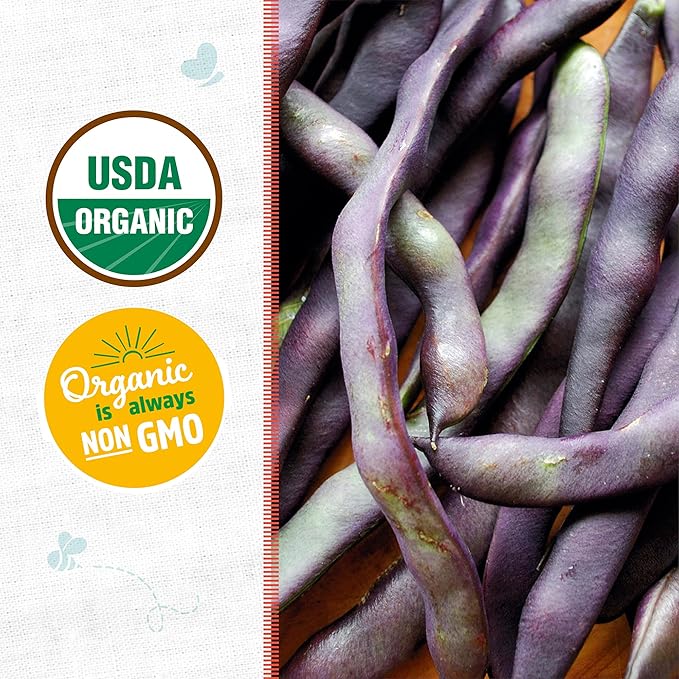 Back to the Roots 100% Organic Heirloom Seeds - Bean 'Royalty Purple Pod' Value Pack