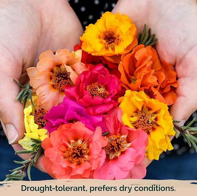 KVITER 15,000 Mix Moss Rose Seeds for Planting (Portulaca grandiflora) - Heirloom Flowering Ground Cover, Purslane Double Flower Portulaca Seed - Flower Seeds to Plant Outside, Beds, Baskets