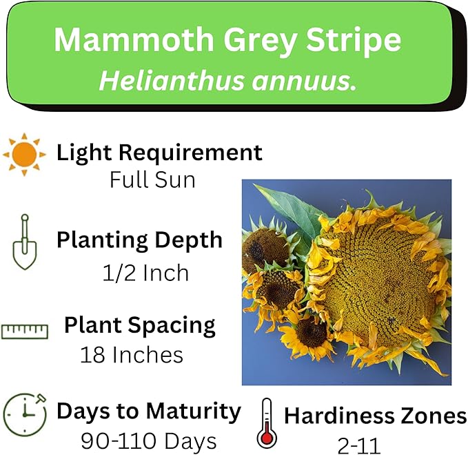 Mammoth Sunflower Seeds for Planting - Grow Giant Sun Flowers in Your Garden - Non GMO Heirloom Seeds - Full Planting Instructions for Easy Grow - Great Gardening Gifts (1 Packet)