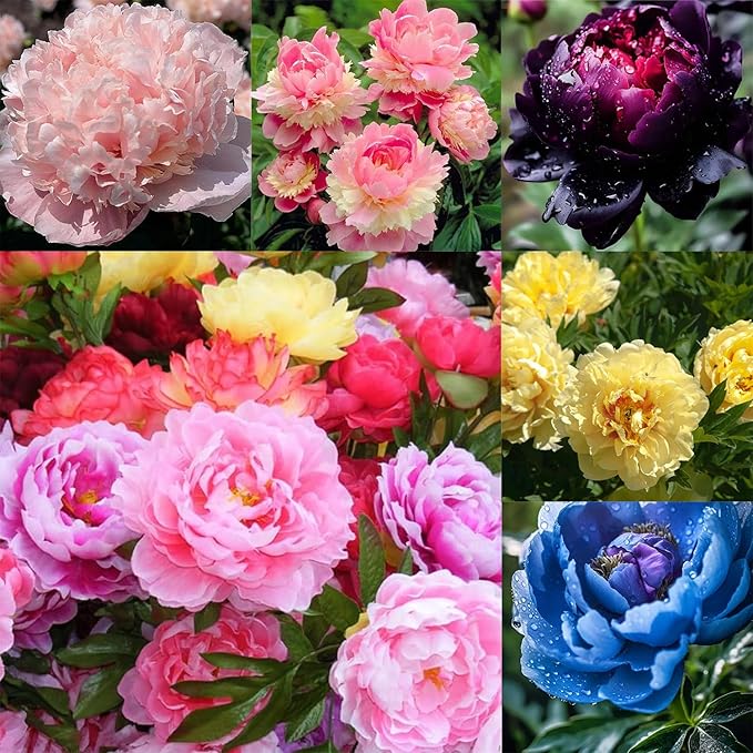 103+ Double Mixed Peonies Seeds Perennial Flower for Planting Outdoors,Premium Peony Seeds,Peony Flowers Seed Non-GMO Heirloom with Ruffled Blooms Garden