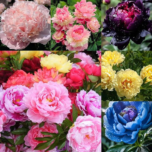 103+ Double Mixed Peonies Seeds Perennial Flower for Planting Outdoors,Premium Peony Seeds,Peony Flowers Seed Non-GMO Heirloom with Ruffled Blooms Garden