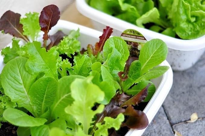 1000+ Seeds Indoor Vitamin Baby Lettuce 20 Days for Salad - Vegetable Mix