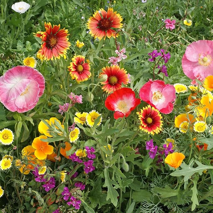 Eden Brothers Native Southwest Wildflower Seed Mix