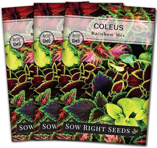Sow Right Seeds - Rainbow Mix Coleus Seeds for Planting - Non-GMO Heirloom Variety - Vibrant Tropical Plant Blooms - Ideal for Gardeners, Easy to Grow - Indoor/Outdoor Use - Colorful Foliage (3)