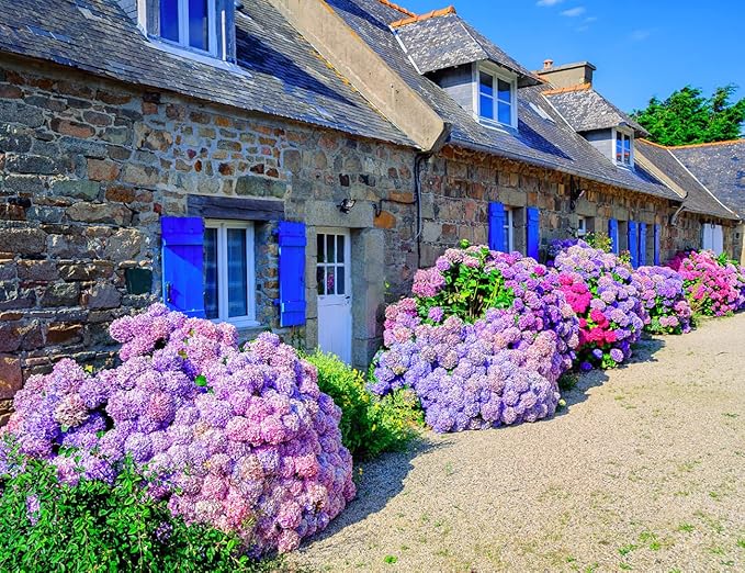 60+ Mixed Color Hydrangea Seeds for Planting, Hydrangea macrophylla Giant Snowball Hydrangea Fast Growing Shrub, Flower Plant Wedding, Outdoor Garden - Potted Plants