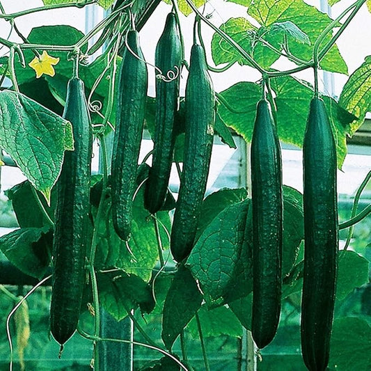 Seeds Vegetable Indoor Cucumber Zozula Self-Pollinating 45 Days All Seasons Vine Plant for Pickling - 10 Seeds
