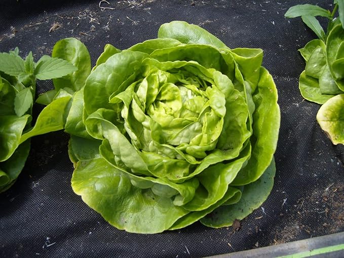 1000+ Seeds Butterhead Lettuce May's Queen for Indoor Salad - Vegetable Green