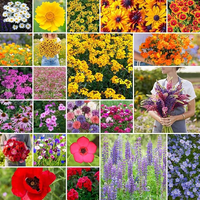 Eden Brothers Northeast Wildflower Mixed Seeds for Planting, 5 lb, 2,400,000+ Seeds with Cosmos, Candytuft, Shasta Daisy | Attracts Pollinators, Plant in Spring or Fall, Zones 3, 4, 5, 6, 7, 8, 9, 10