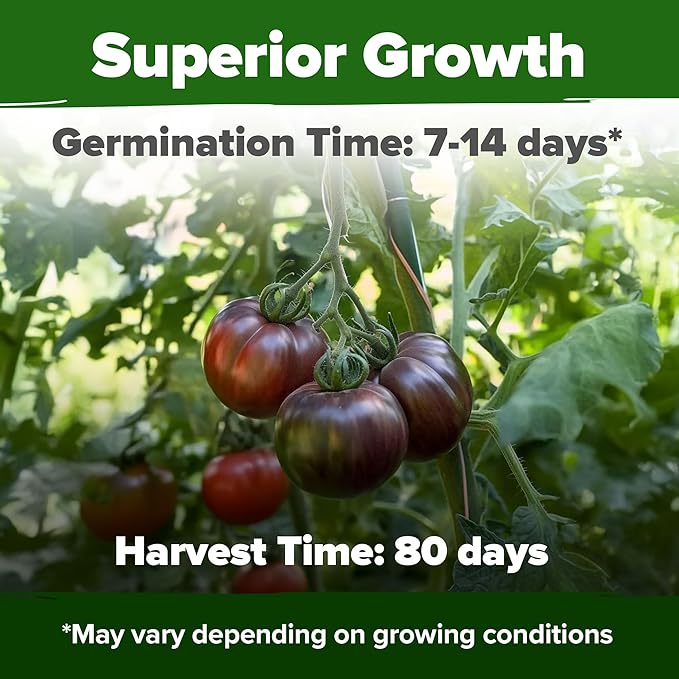 HOME GROWN Cherokee Purple Tomato Seeds 106+ Heirloom Non GMO Seeds for Planting, High Germination, Indeterminate, Rich Smoky Flavor, Large Beefsteak Slicing Tomato, Home Garden (Solanum lycopersicum)