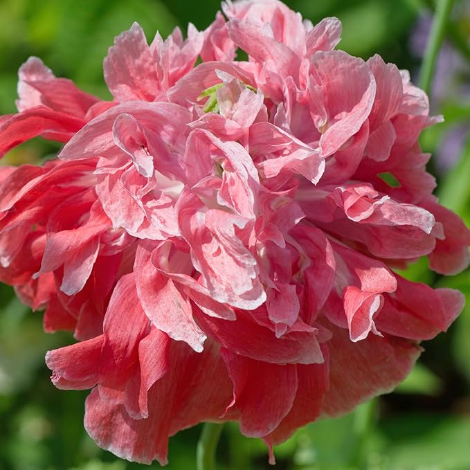 Seed Needs, Antique Shades Peony Poppy Seeds - 5,000 Heirloom Seeds for Planting Papaver paeoniflorum - Attracts Butterflies & Other Pollinators (2 Packs)