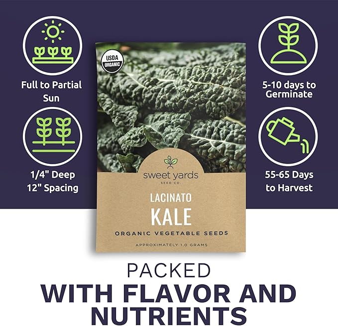 Organic Lacinato Kale Seeds - 2 Seed Packets! - Over 500 Open Pollinated Heirloom Non-GMO USDA Organic Seeds