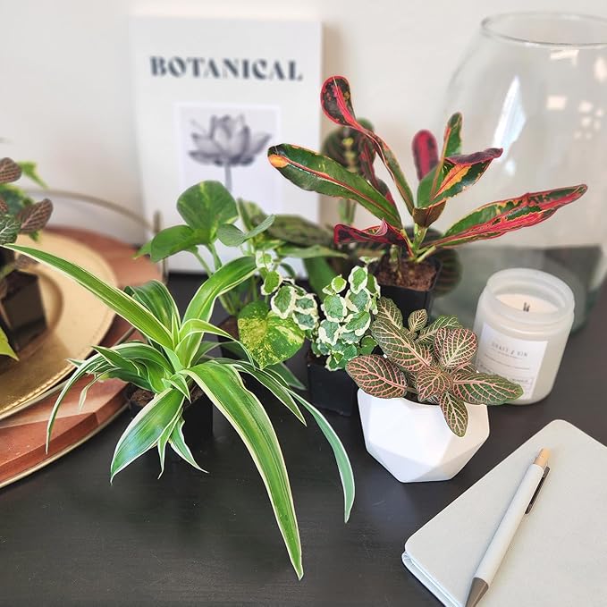 Tillandsia Air Plants Live Indoor Plants (75 Pack), Air Plants Bulk Party Favors or Wedding Favors Live Plants, Air Plant Lover Gifts, DIY Terrarium Kit, Air Succulents Plants Live by Plants for Pets