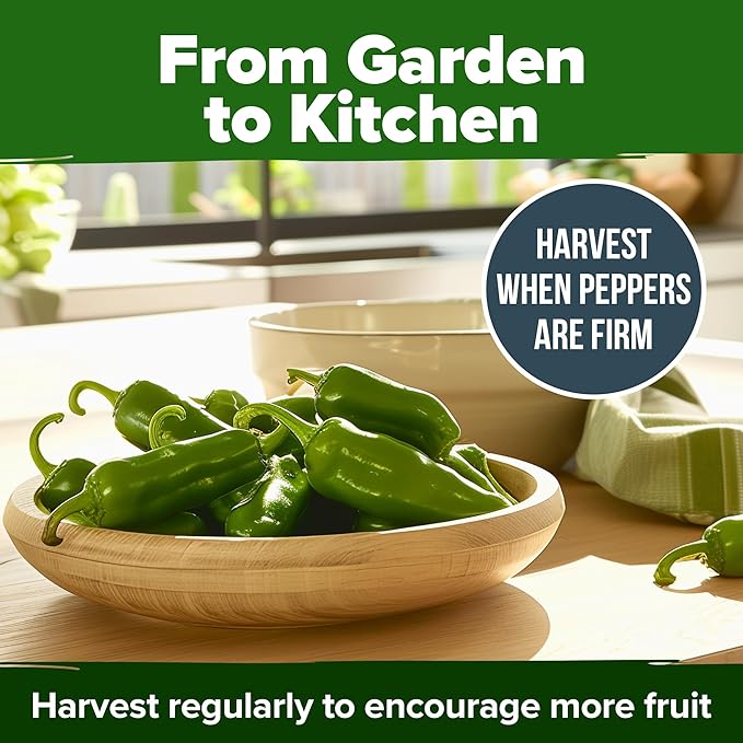 HOME GROWN Jalapeno Pepper Seeds 258+ Heirloom Non-GMO Seeds for Planting, High Germination, Mild to Medium Heat Hot Peppers, Heavy Producer, Perfect for Salsa & Pickling (Capsicum annuum)