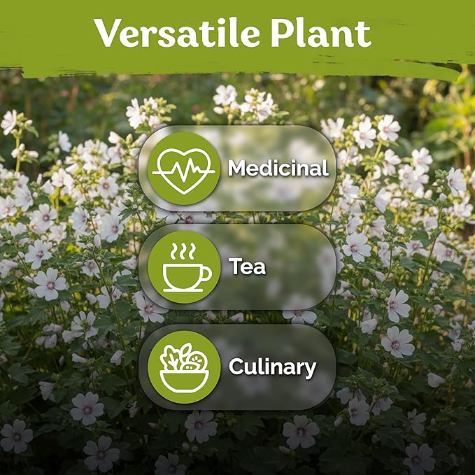 KVITER 250 Marsh Mallow Seeds for Planting (Althaea officinalis) – White Mallow Medicinal Seed Packets, Grow Heirloom Marshmallow Root Herb – Perennial Write Flower Garden Seeds Indoor & Outdoor