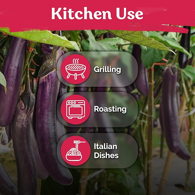 KVITER 175 Long Purple Eggplant Seeds (Solanum melongena) – Asian Eggplant, Dark Purple Italian Egg Plant Seed Packets – Heirloom Vegetable Seeds for Planting Outdoors & Indoor Garden, Containers Beds