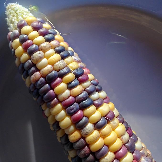 Plant Good Seed Organic Festivity Sweet Corn Seeds for Planting: Heirloom Vegetable, Rainbow Kernels - 30 Seed Packet