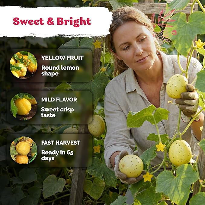 KVITER 75 Lemon Cucumber Seeds (Cucumis Sativus) - Yellow Garden Lemon Seed Packets, Mild Flavor, Heirloom Seed - Vegetable Seeds for Outdoor Home Garden, Raised Beds, Ideal for Pickling & Salads