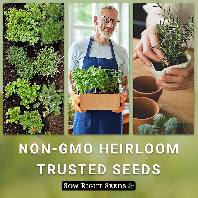 Sow Right Seeds - Lemon Grass Seed for Planting - Non-GMO Heirloom Packet with Instructions for Easy Planting and Growing an Herb Garden - Indoor or Outdoors - Delicious Culinary Herb (1)