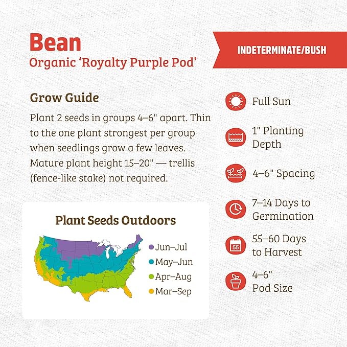 Back to the Roots 100% Organic Heirloom Seeds - Bean 'Royalty Purple Pod' Value Pack