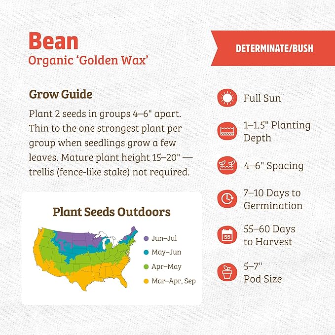 Back to The Roots 100% Organic Seed Packet - Bean 'Golden Wax' 8.4g