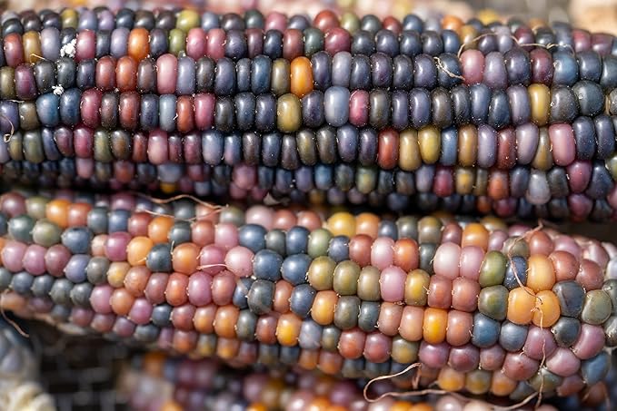 Plant Good Seed Organic Glass Gem Corn Seeds for Planting: Ornamental Rainbow Ears, Translucent Kernels - 50 Seed Packet