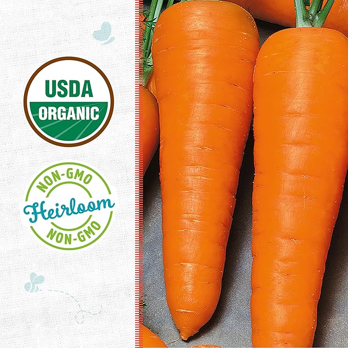 Back to The Roots 100% Organic Heirloom Seeds - Carrot 'Daucus carota' Value Pack (840mg Total)
