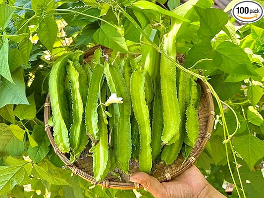100+ ORGANIC Winged Bean Seeds- Hạt Đậu Rồng - Dragon Bean, Four-angled, Goa, Manila, Princess, Cigarillas - Non GMO, Heirloom - Made in USA, Vegetable Seeds for Yard & Garden