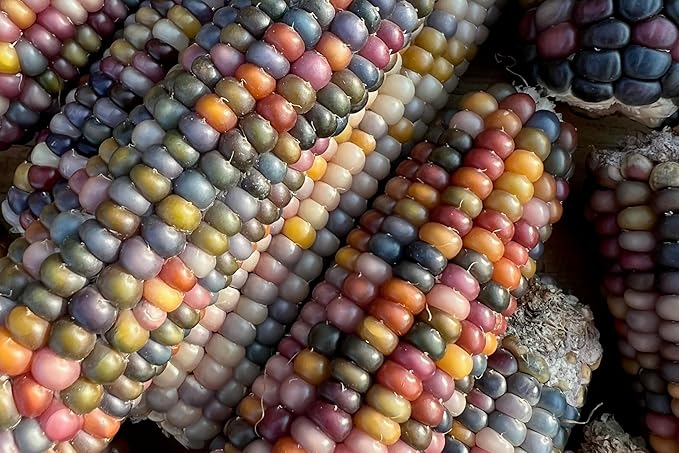 Plant Good Seed Organic Glass Gem Corn Bulk Seeds for Planting: Ornamental Ears, Translucent Kernels - 1,925 Seed Packet (0.5 Pound)