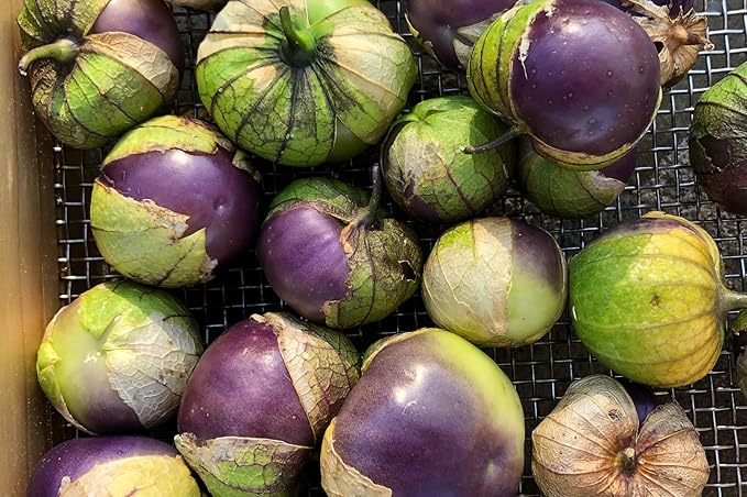 Plant Good Seed Organic Purple Tomatillo Seeds - Pack of 50, Heirloom Seeds for Planting Vegetables - Gardening Supplies, Fruit, Tomato, Vegetable Garden - Non-GMO, Open Pollinated, from USA