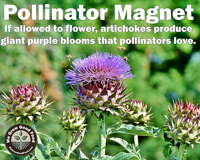 Seeds Artichoke Green Globe Heirloom Variety – Organic, Non-GMO, Perennial Vegetable for Garden and Raised Beds – Includes Instructions – USA Grown