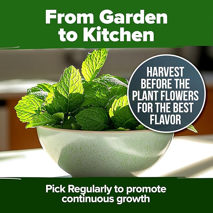 HOME GROWN Peppermint Seeds 2 Pack (Mentha x piperita) 4,740 Heirloom Mint Seeds for Planting Grow Indoors or Outdoors, Kitchen Herb Garden Favorite