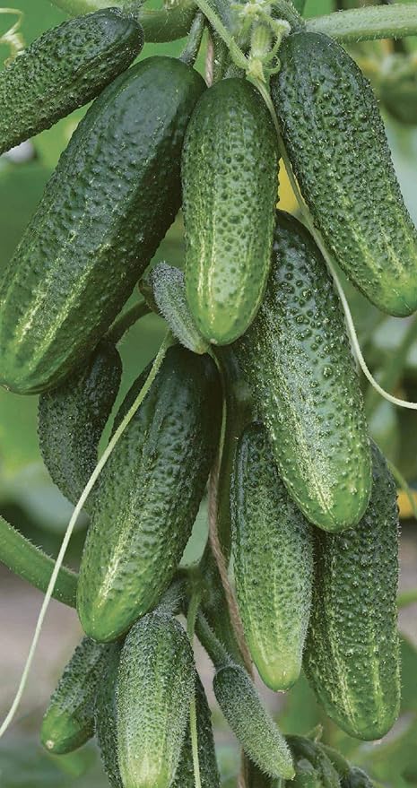 Seeds Cucumber Envy of a Neighbor F1 45 Days Open-Pollinated Pickling Non GMO Vegetable for Planting