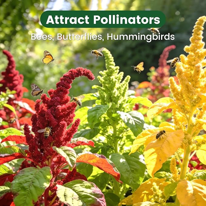 6000+ Amaranth Seeds for Planting, Non-GMO Heirloom Seeds for Outdoor Garden Home - Red & Green Garnet, Bronze, High Germination Flower Seeds for Vegetables Garden & Cut Flowers, Easy to Grow