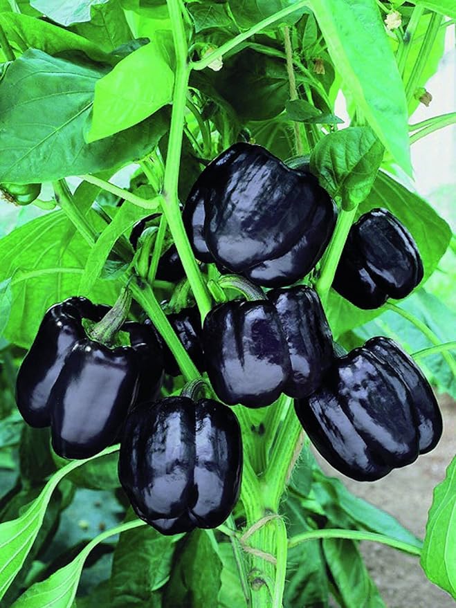Sweet Bell Pepper Black Horse Seeds Heirloom Vegetable for Planting Giant Non GMO 30 Seeds