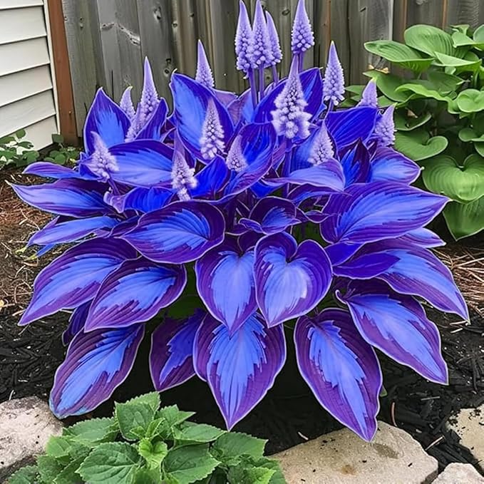 200+ Hosta Seeds Heart-Shaped Hosta Bare Roots - Rich Foliage, Low Maintenance, Heart Shaped Leaves