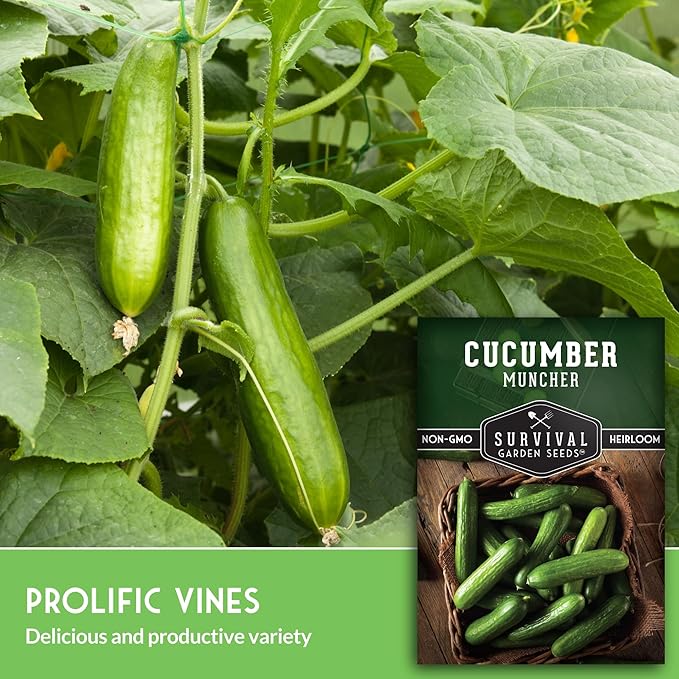 Muncher Cucumber Seeds for Planting | Burpless Variety with Smooth Skin for Snacking or Slicing – Survival Garden Seeds (5 Packs)