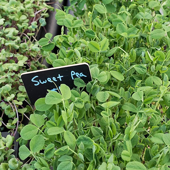Todd’s Seeds - Sweet Green Pea Sprouting Seeds, One Pound (2,000-2,300 Pea Seeds) - Chemical Free - Non GMO - Good for Gardening, Soups, Salads and More