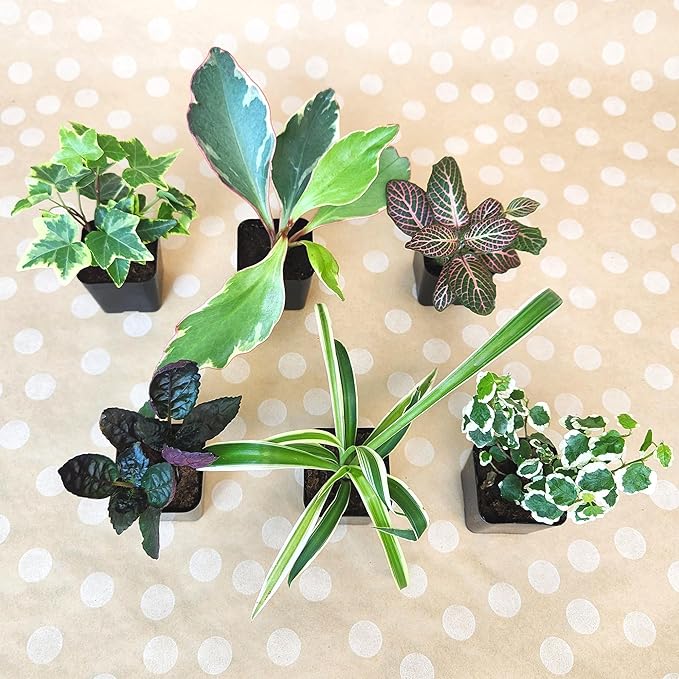 Tillandsia Air Plants Live Indoor Plants (75 Pack), Air Plants Bulk Party Favors or Wedding Favors Live Plants, Air Plant Lover Gifts, DIY Terrarium Kit, Air Succulents Plants Live by Plants for Pets